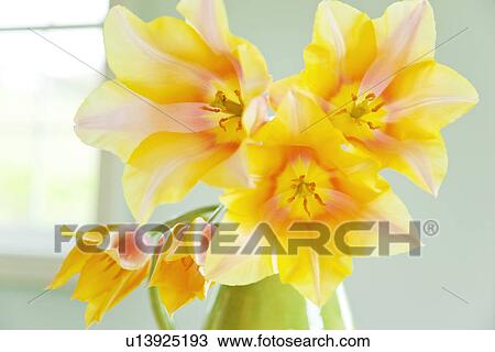 Tulip Flowers View Large Photo Image Stock Image - Tulip Flowers. Fotosearch
