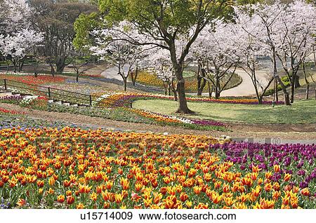 Tulips in Park View Large Photo Image Stock Photo - Tulips in Park. Fotosearch