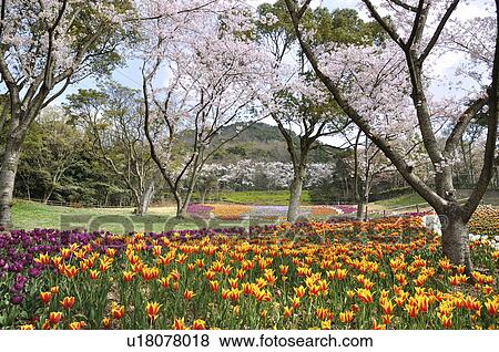 Stock Photo - Tulips in Park. Fotosearch