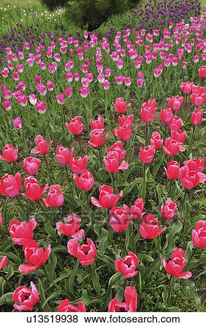 Stock Photo - Tulips. Fotosearch