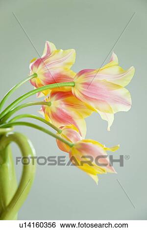 Tulips View Large Photo Image Stock Photograph - Tulips. Fotosearch