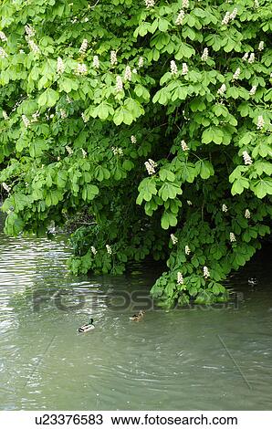 Stock Image - Two Ducks Swimming Under Horse Chestnut Tree. Fotosearch