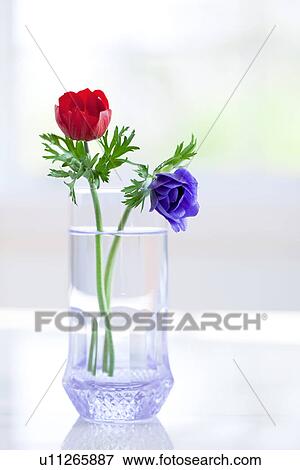 Stock Photo - Two Flowers in Vase. Fotosearch