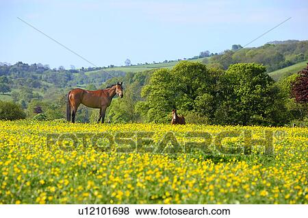 Two Horses in Buttercup Flower Field View Large Photo Image Stock Photo - Two Horses in Buttercup Flower Field. Fotosearch