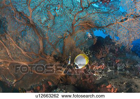 Two Philippine Butterflyfish View Large Photo Image Stock Image - Two Philippine Butterflyfish. Fotosearch