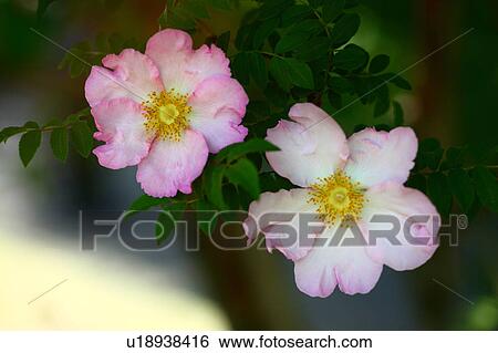 Stock Photograph - Two Prickly Ash Roses. Fotosearch