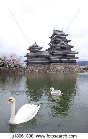 Two Swans Swimming at Matsumoto Castle View Large Photo Image Stock Photo - Two Swans Swimming at Matsumoto Castle. Fotosearch
