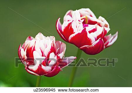 Stock Photography - Two Tulip Flowers. Fotosearch