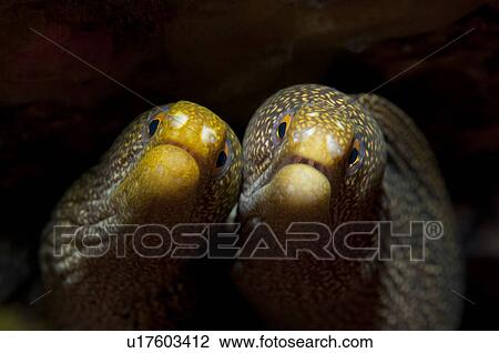 Stock Image - Two Whitemouth Morays. Fotosearch