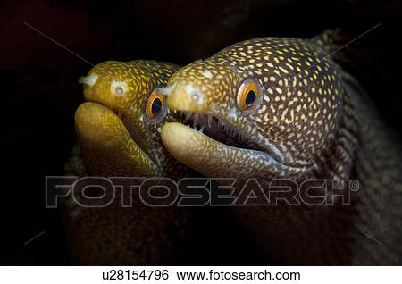 Stock Photograph - Two Whitemouth Morays. Fotosearch