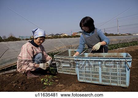 Stock Image - Two Women Harvesting Spinach. Fotosearch