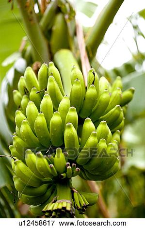 Unripe Bananas View Large Photo Image Stock Photo - Unripe Bananas. Fotosearch
