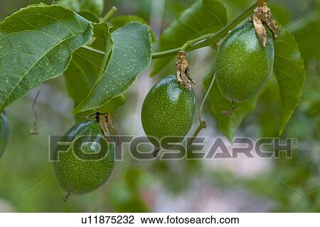 Stock Image - Unripe Passion Fruits. Fotosearch
