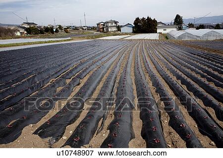 Stock Photo - Vegetable Field Covered in Plastic Sheets. Fotosearch