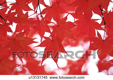 Vibrant Autumnal Maple Leaves View Large Photo Image Stock Photography - Vibrant Autumnal Maple Leaves. Fotosearch