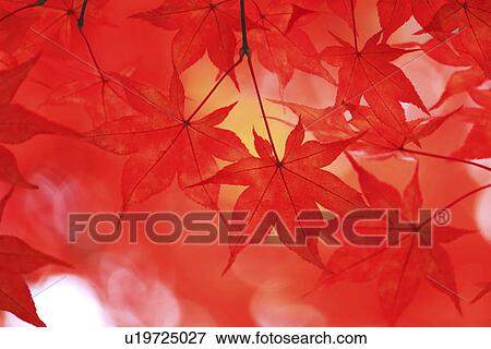 Stock Photo - Vibrant Maple Leaves. Fotosearch
