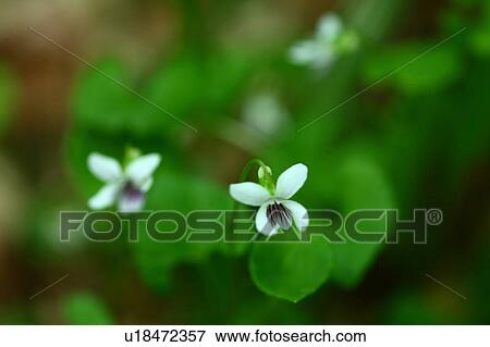 Stock Photo - Viola verecunda flowers. Fotosearch