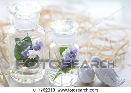Violets in glass bottles View Large Photo Image Stock Photo - Violets in glass bottles. Fotosearch
