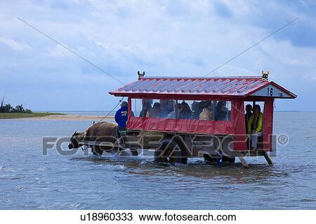 Stock Image - Water Buffalo Cart. Fotosearch