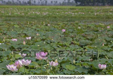 Stock Photo - Water Lily Pond. Fotosearch