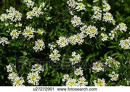 Stock Image - Watercress Flowers. Fotosearch