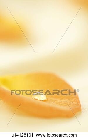 Waterdrop on Yellow Petal View Large Photo Image Stock Image - Waterdrop on Yellow Petal. Fotosearch