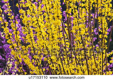 Weeping Golden Bell Flowers, Peach Blossoms in Background View Large Photo Image Stock Image - Weeping Golden Bell Flowers, Peach Blossoms in Background. Fotosearch