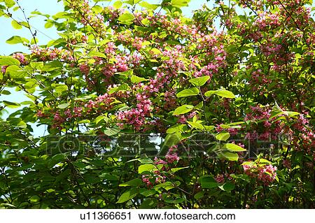 Weigela Flowers View Large Photo Image Stock Image - Weigela Flowers. Fotosearch