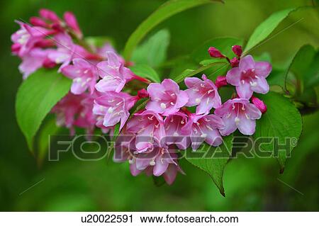 Weigela Flowers View Large Photo Image Stock Image - Weigela Flowers. Fotosearch