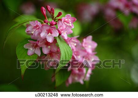 Weigela Flowers View Large Photo Image Stock Photo - Weigela Flowers. Fotosearch