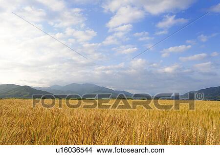 Wheat Field View Large Photo Image Picture - Wheat Field. Fotosearch