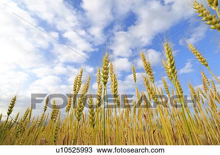 Wheat Field View Large Photo Image Stock Image - Wheat Field. Fotosearch