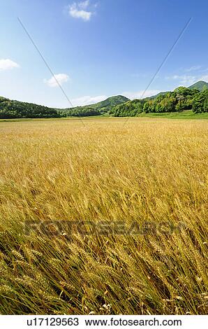 Wheat Field View Large Photo Image Stock Image - Wheat Field. Fotosearch