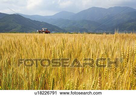 Wheat Field View Large Photo Image Stock Image - Wheat Field. Fotosearch