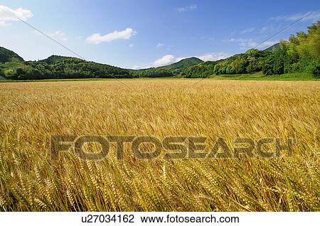 Wheat Field View Large Photo Image Stock Image - Wheat Field. Fotosearch