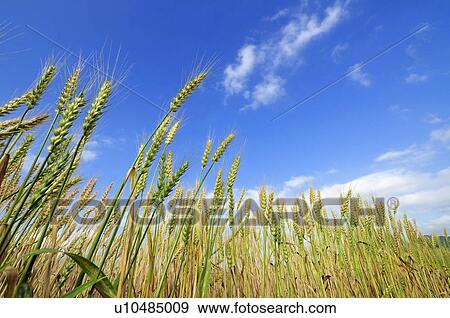 Wheat Field View Large Photo Image Stock Photo - Wheat Field. Fotosearch