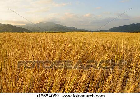 Wheat Field View Large Photo Image Stock Photo - Wheat Field. Fotosearch
