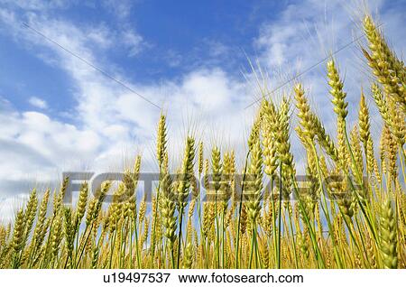 Stock Photo - Wheat Field. Fotosearch