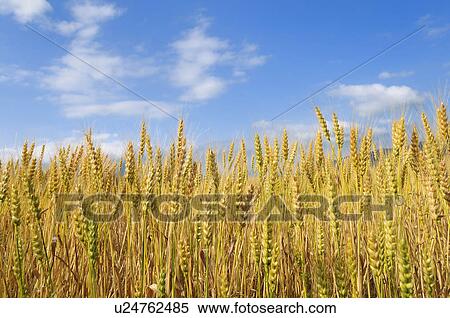 Wheat Field View Large Photo Image Stock Photography - Wheat Field. Fotosearch