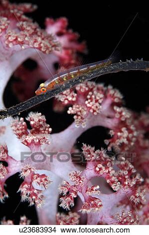Whip Coral Goby on Soft Coral View Large Photo Image Picture - Whip Coral Goby on Soft Coral. Fotosearch