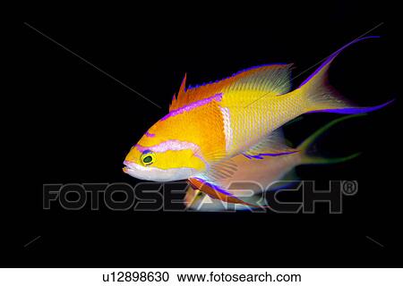White Bar Anthias View Large Photo Image Stock Image - White Bar Anthias. Fotosearch