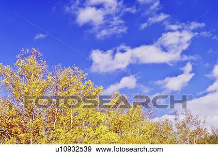 Stock Photo - White Birch Trees in Autumn. Fotosearch