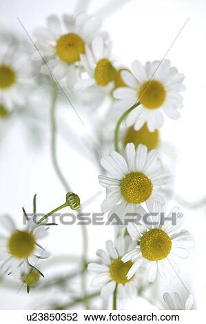 White Chamomile Flowers View Large Photo Image Stock Image - White Chamomile Flowers. Fotosearch
