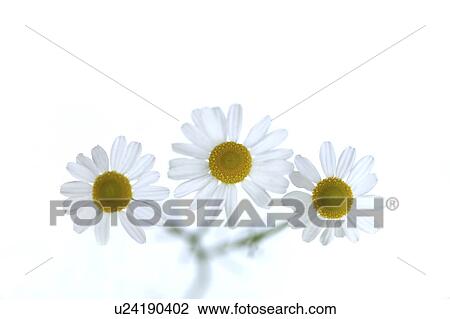 White Chamomile Flowers View Large Photo Image Stock Image - White Chamomile Flowers. Fotosearch