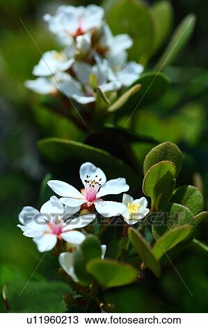 White Flowers View Large Photo Image Stock Image - White Flowers. Fotosearch