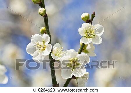 Stock Image - White Plum blossoms. Fotosearch