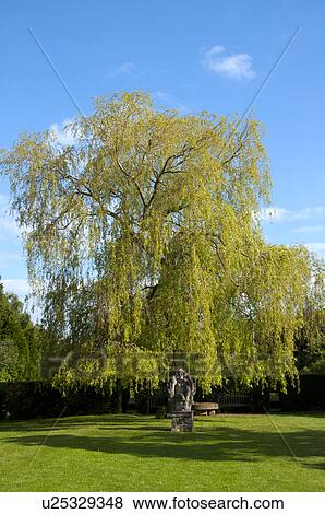 Stock Photo - Willow Tree. Fotosearch