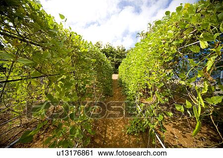 Stock Image - Winged Beans in Row. Fotosearch
