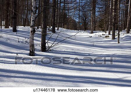 Stock Photo - Winter Forest. Fotosearch