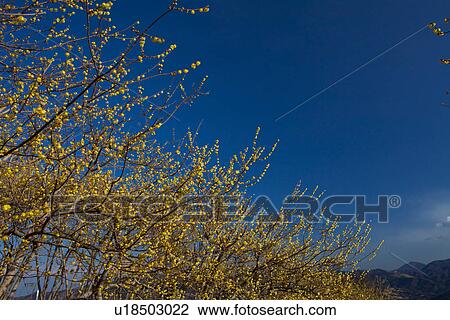 Stock Image - Wintersweet Growing in Mountains. Fotosearch